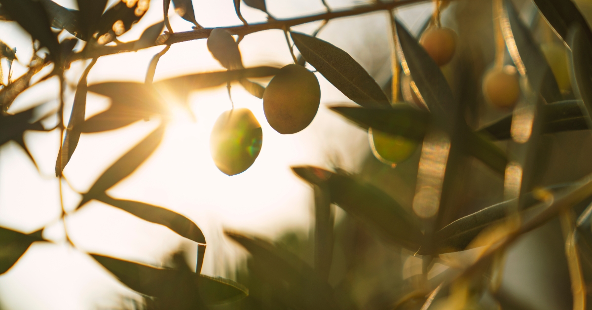 God’s Heart for the Stranger: Lessons from the Ger